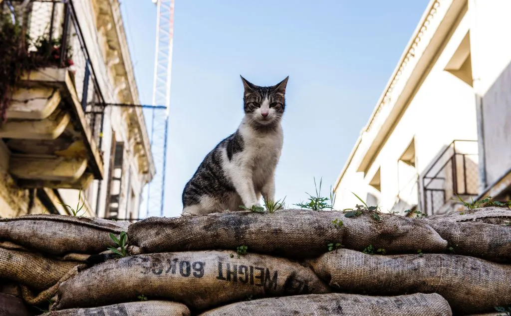 A feral cat sitting on a sandbag barricade Cyprus' capital, Nicosia, on Feb. 17, 2017. (Iakovos Hatzistavrou/AFP via Getty Images)