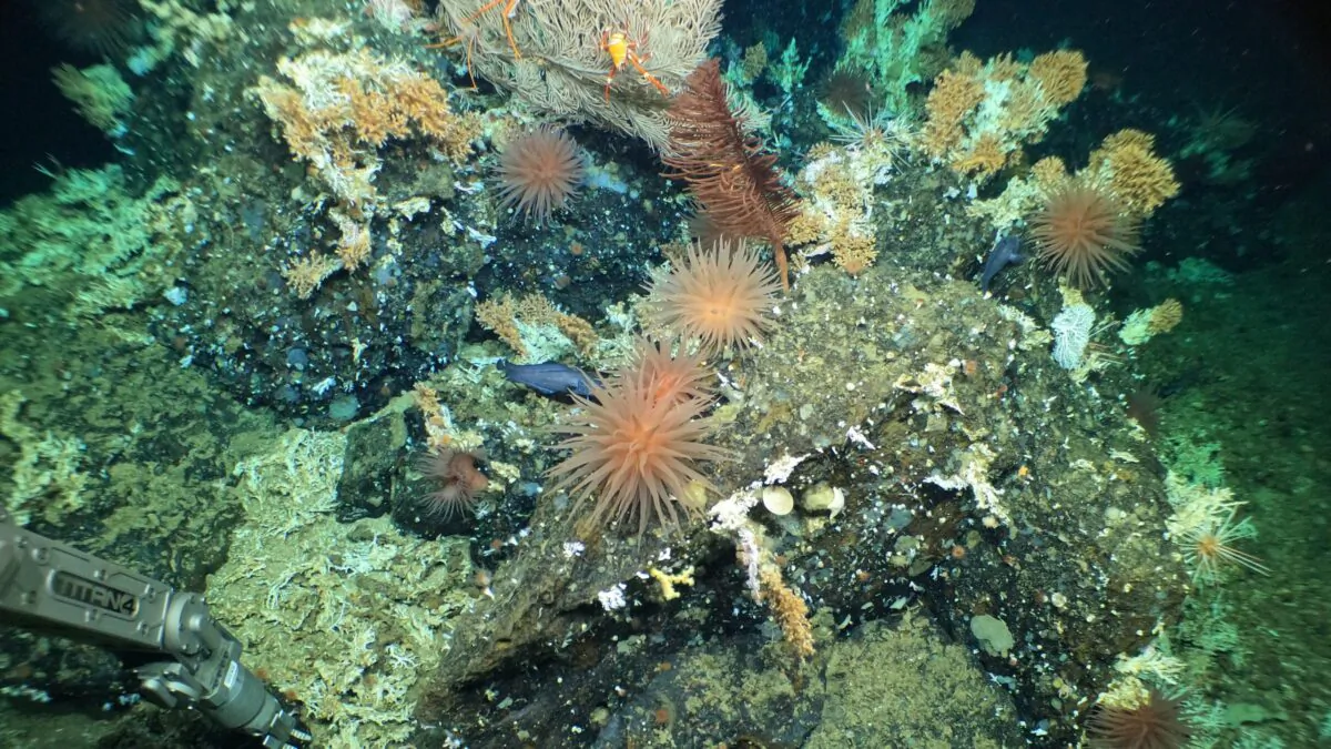 HOV Alvin’s manipulator arm collects samples from rocky outcrop at the crest of a ridge, populated by cold water corals, squat lobsters, anemones, basket stars and deep-sea fish. (Woods Hole Oceanographic Institution news release)