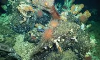 Coral Reef Flourishing With Life Discovered Near Ecuador’s Galapagos Islands