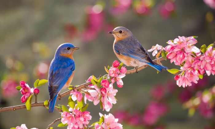 Birdwatching Improves Student Mental Health: Study