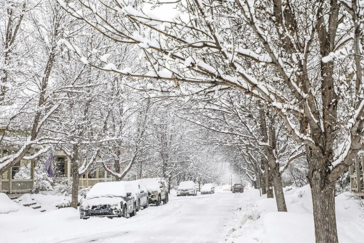 Snow coats the trees and cars in Edwards, Colo., on March 22, 2023. (Chris Dillmann/Vail Daily via AP)