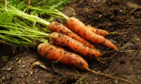 Spice Up Your Carrot Life