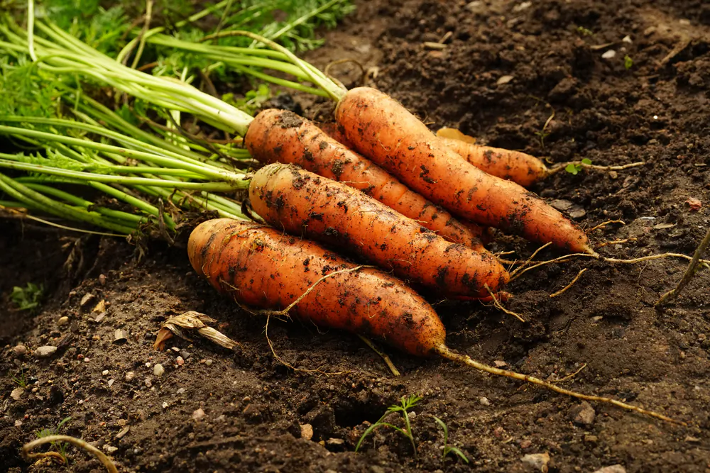 Carrots are versatile enough to be anything from a snack to the main course.(LedyX/Shutterstock)