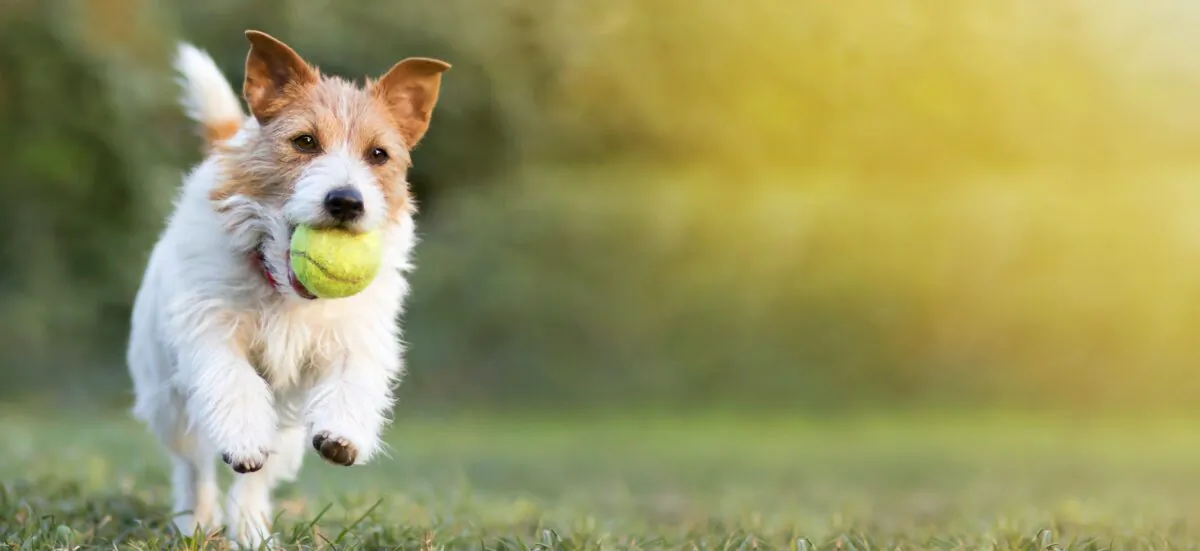 There are plenty of fun and simple alternatives to tennis balls and bones that won't easily wear down enamel or break teeth. (Reddogs/Shutterstock)