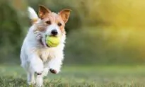 Don’t Let Dogs Chew Bones or Tennis Balls