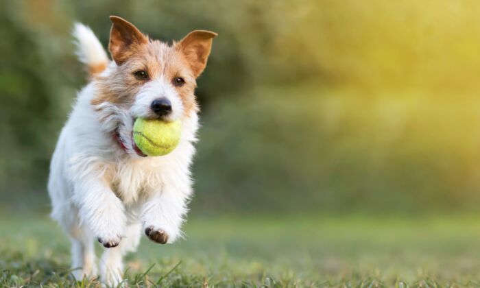 Don't Let Dogs Chew Bones or Tennis Balls