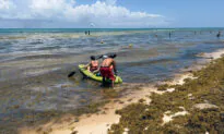 Mexico, Caribbean, Florida All Expecting Summer Influx of Sargassum Seaweed