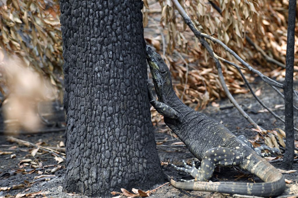 NextImg:Prestigious Private School Under Probe for Allegedly Killing Native Animal