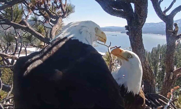 VIDEO: Hidden Camera Captures 'Determined and Dedicated' Bald Eagle Doting On His Wife