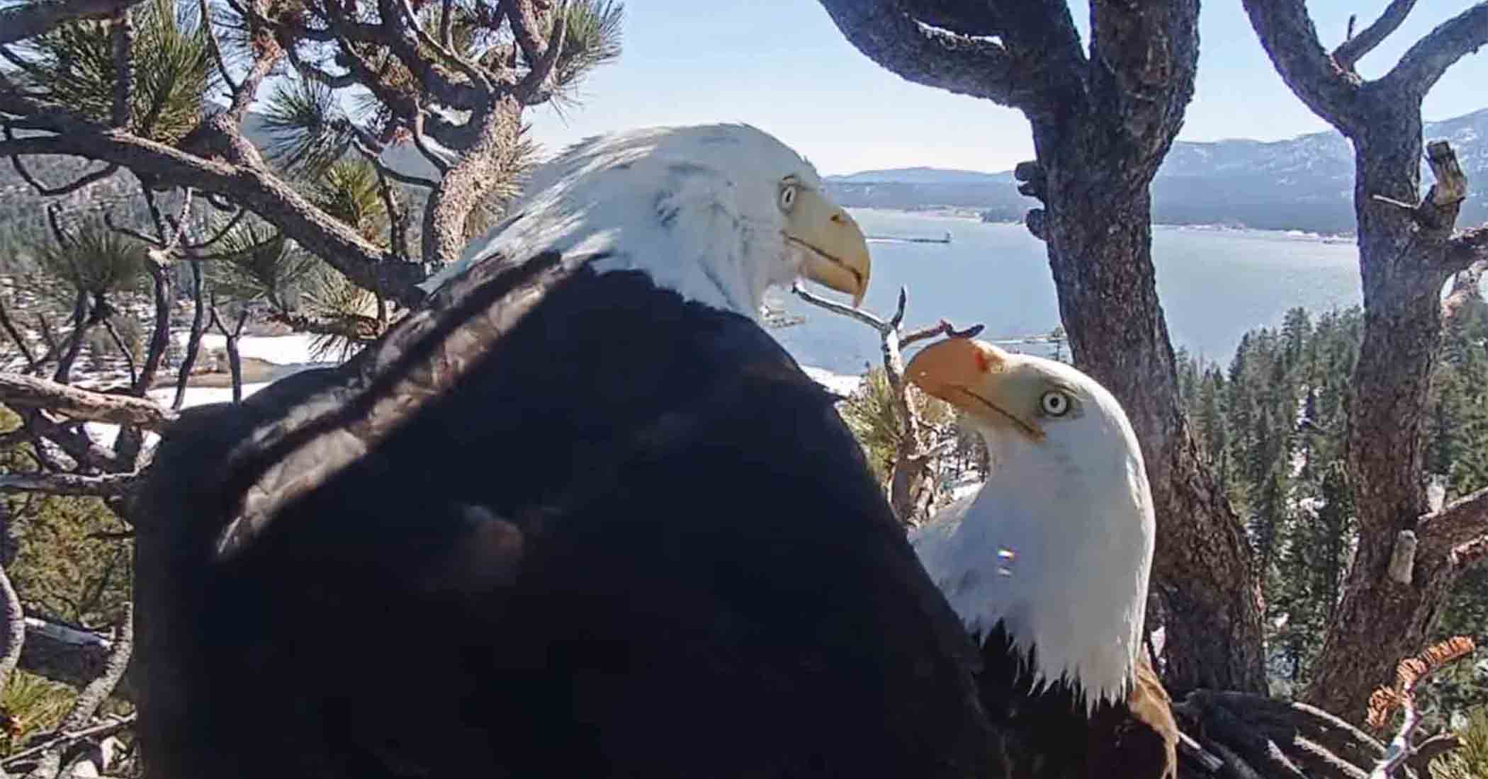 NextImg:Video: Hidden camera captures ‘determined and dedicated’ bald eagle doting on his wife