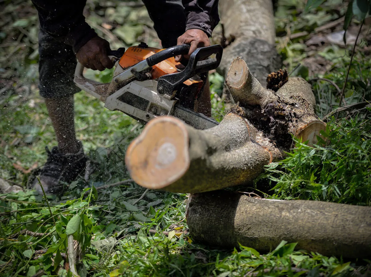 Tree removal can be dangerous, best left to the professionals. (Dreamstime/TNS)