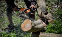 What Do I Need to Know About Tree Removal?