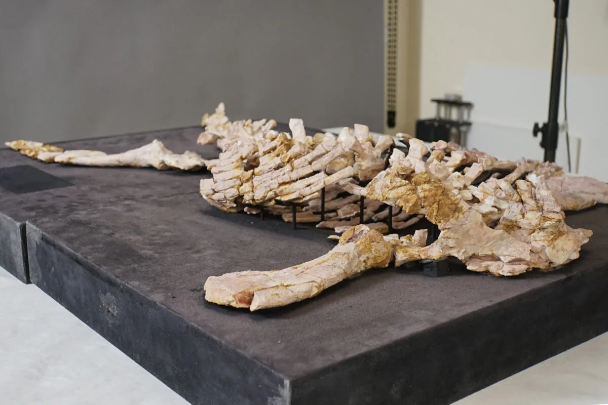 A supplied image obtained on April 21, 2023, of Eric the marine dinosaur on display at the Australian Museum in Sydney. (AAP Image/Supplied by the Australian Museum)
