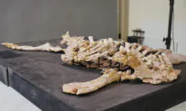 Groundbreaking Study Reveals Australian Dinosaur’s Last Supper