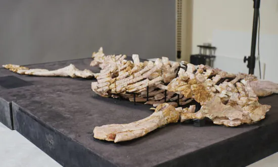 Groundbreaking Study Reveals Australian Dinosaur’s Last Supper