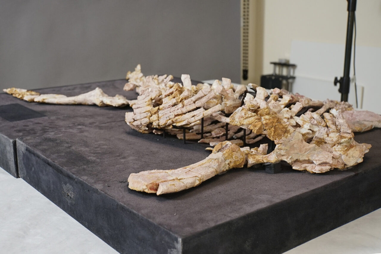 Groundbreaking Study Reveals Australian Dinosaur's Last Supper - Vimarsana News