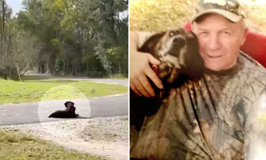 ‘He’s Now Reunited With Dad’: Loyal Dog Who Sat on the Driveway for 7 Years Waiting for Late Owner, Dies