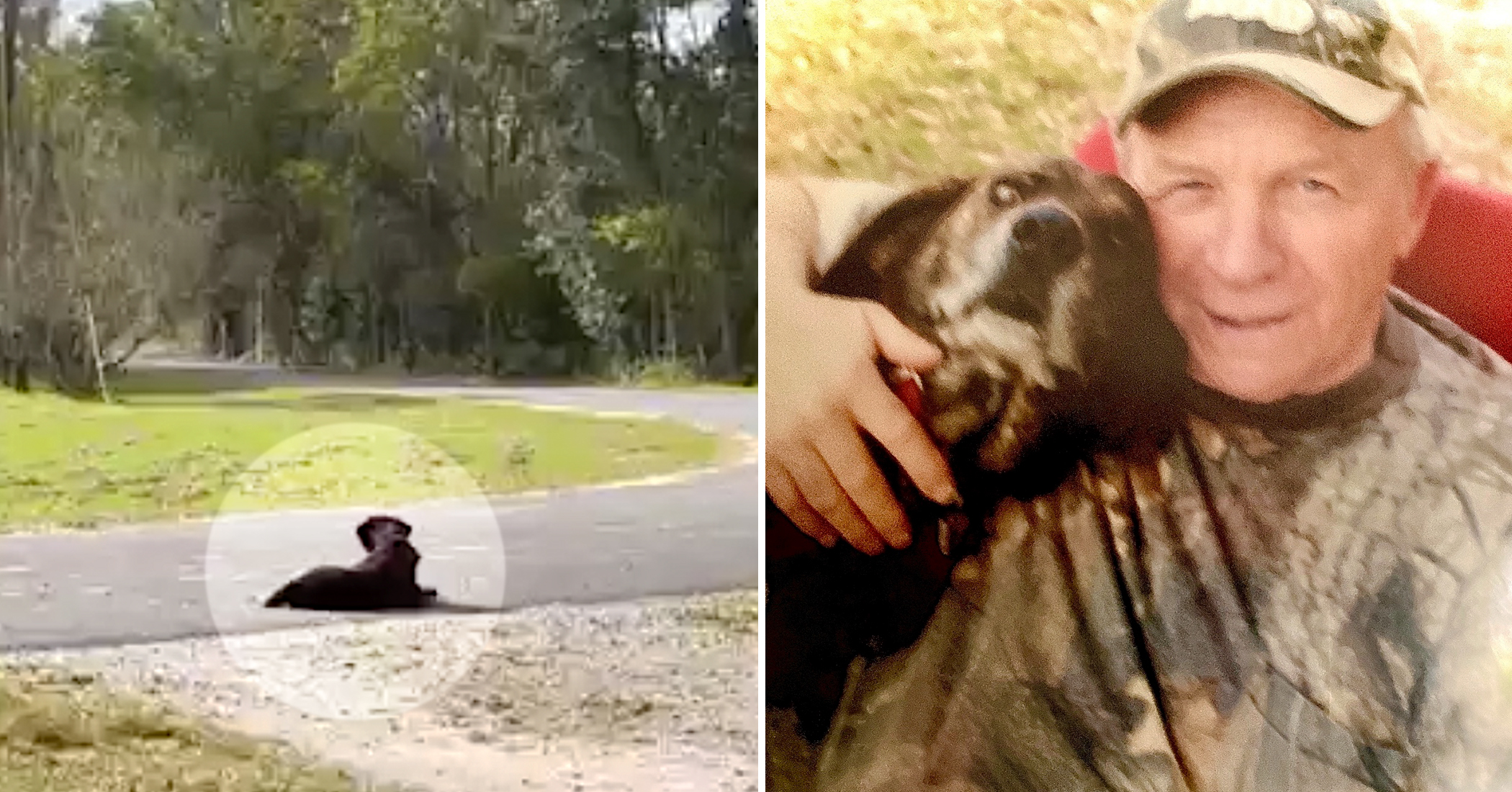 NextImg:‘He’s now reunited with dad’: Loyal dog who sat on the driveway for 7 years waiting for late owner, dies
