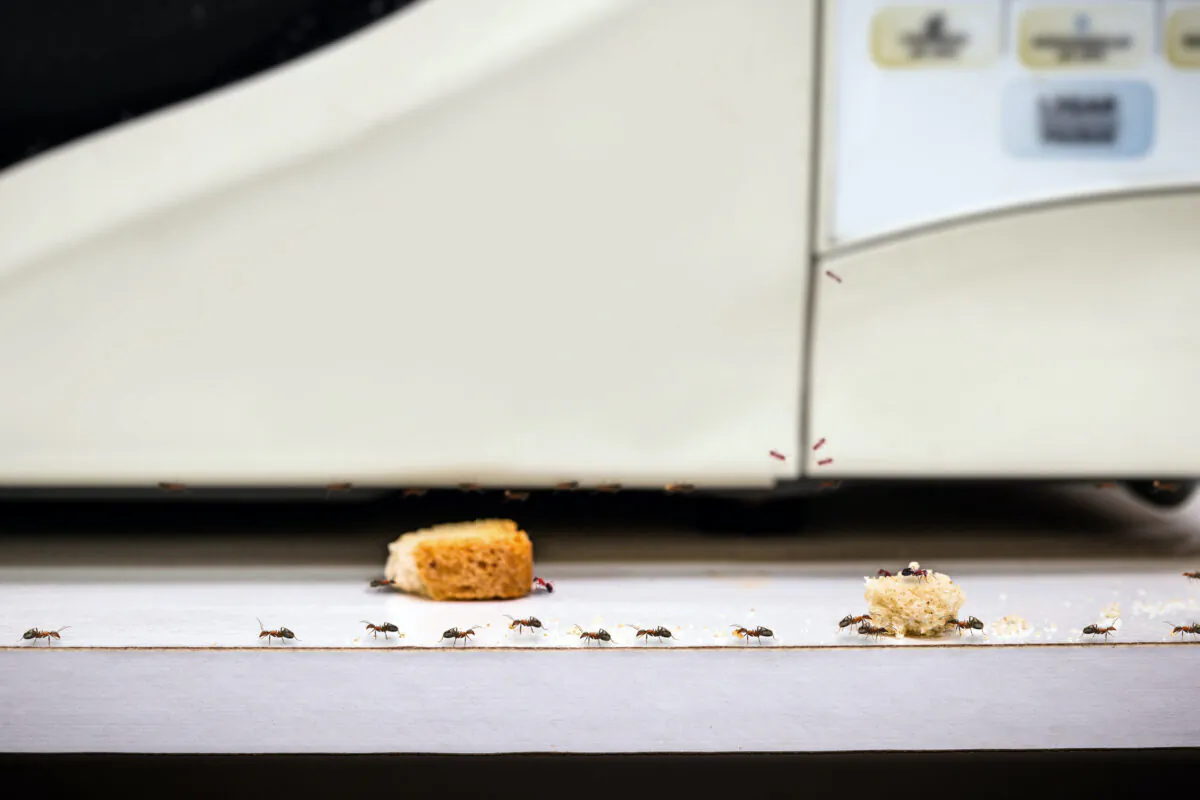 Pests such as ants can make their way into your home through some of the smallest nooks and crannies. (Roberto Junior/Dreamstime/TNS)