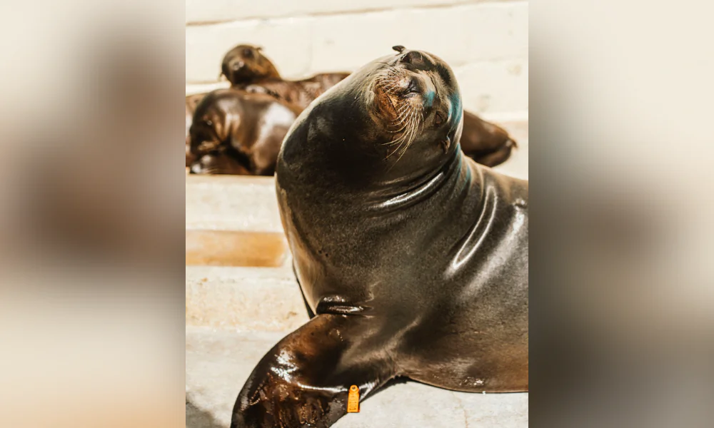 Rescued sea lion Freeway. (Courtesy of SeaWorld San Diego)