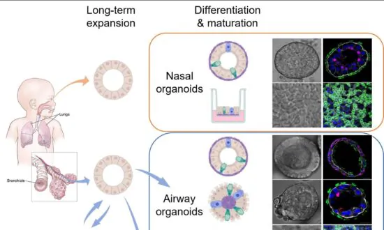 Omicron BA.5 Insights: New Model Reveals Primary Cause for High Infection Rates