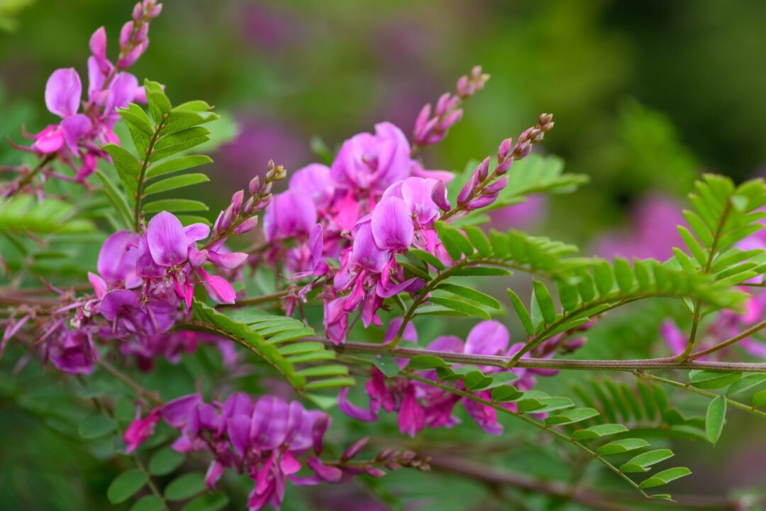 Indirubin is a natural product present in indigo plants and the active ingredient of the traditional Chinese medicine Dang Gui Long Hui Wan, which is used to treat chronic diseases. Pictured here, a Himalayan indigo plant blooms. (Tom Meaker/Shutterstock)