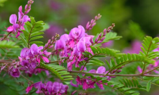 Traditional Medicine Compound Drug Fights Glioblastoma in Mice