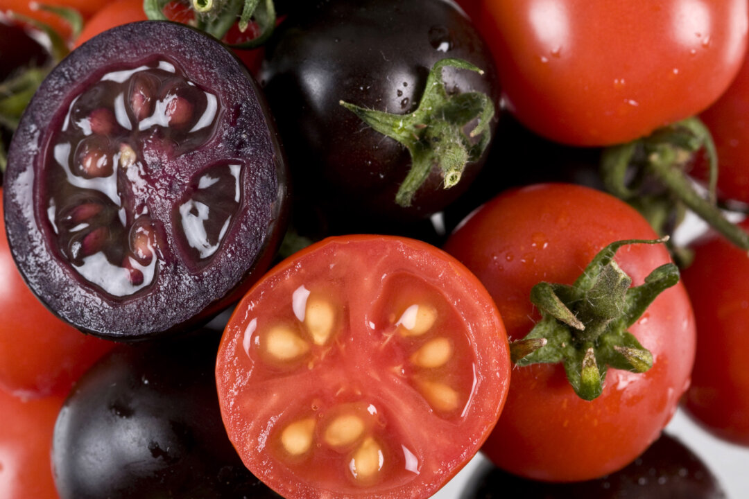 Scientists have genetically engineered tomatoes to contain very high levels of the cancer-fighting antioxidant which as a result have turned the fruit purple. (John Innes Centre UK/Getty Images)