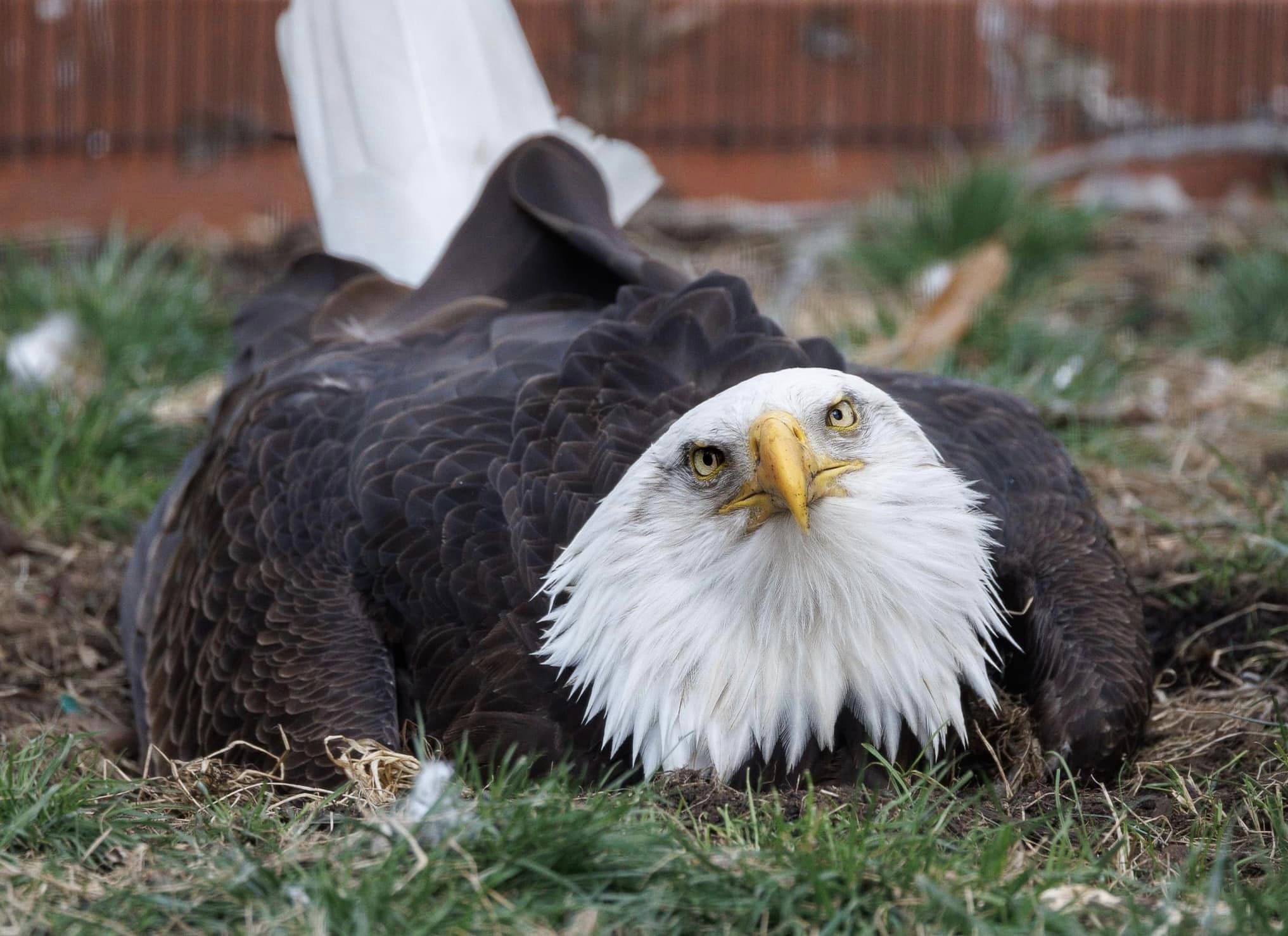 A flightless bald eagle in Missouri incubates a rock.