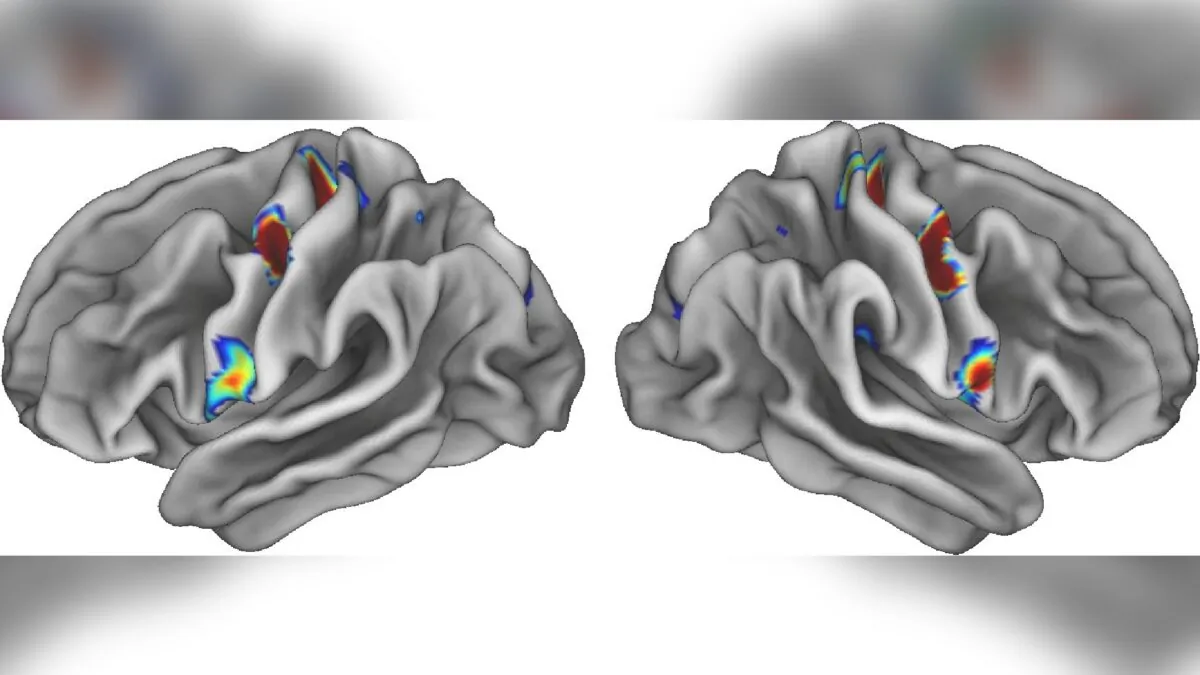 Three coloured spots on each half of the brain illuminate special locations in the movement areas of the brain that connect to areas involved in thinking, planning and control of basic bodily functions such as heart rate, in an undated illustration. (Evan Gordon/Washington University/Handout via Reuters)
