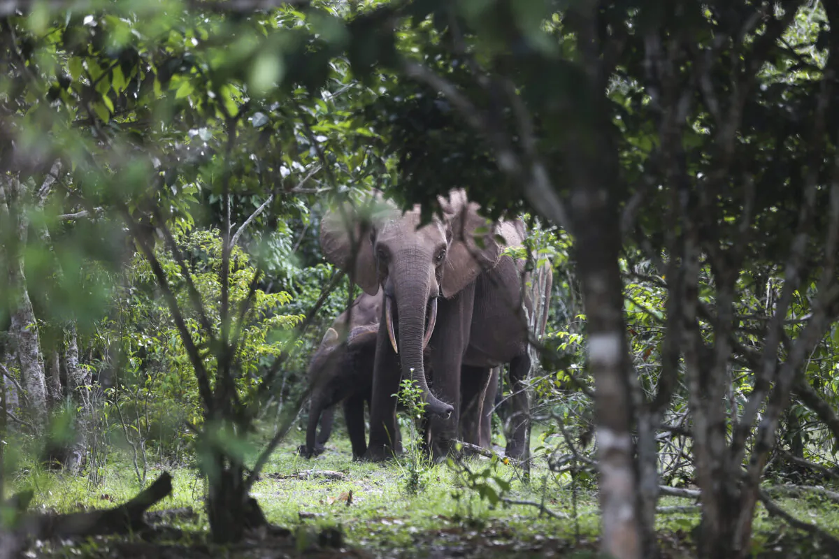 Elephants graze in the Loango National Park, Gabon, on March 15, 2022. (Steeve Jordan/AFP via Getty Images)
