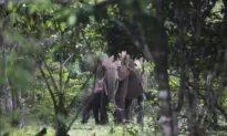 Battle Lines Forming in Nigeria as Residents and Animals Compete for Space and Resources