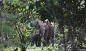 Battle Lines Forming in Nigeria as Residents and Animals Compete for Space and Resources