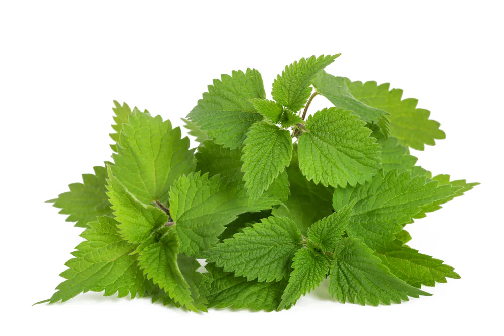 Nettles' stingers wilt when cooked or blended, allowing the savvy forager to add the plant's fruity, metallic flavor to spring dishes. (Scisetti Alfio/Shutterstock)