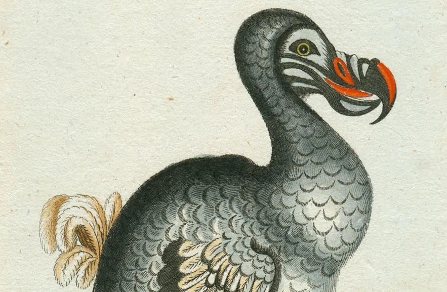 The drawing of a Dodo bird, circa 1792. (Christian Friedrich Stölzel, Public Domain)