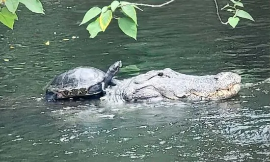 ‘You Know You’re in Florida When’: Man Captures Turtle Riding Alligator Around Pond ‘Like a Horse’