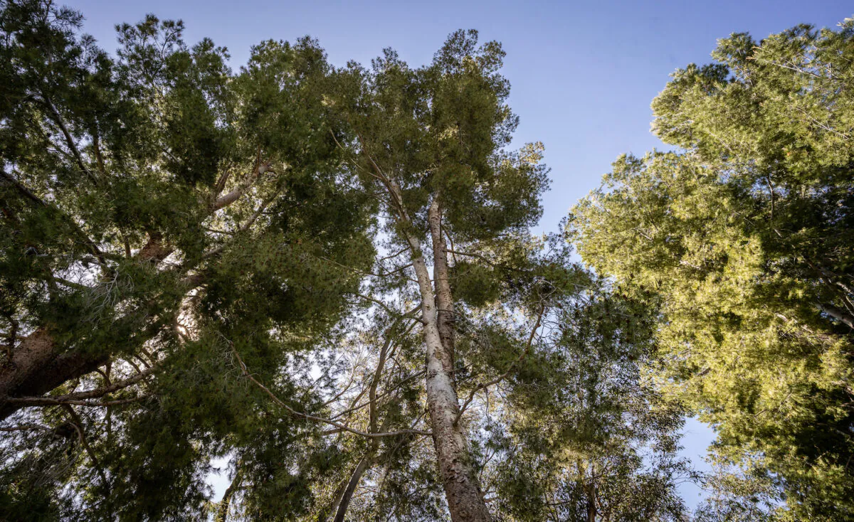 Pine trees that are yellow-tagged to be cut down in Yorba Linda, Calif., on April 21, 2023. (John Fredricks/The Epoch Times)