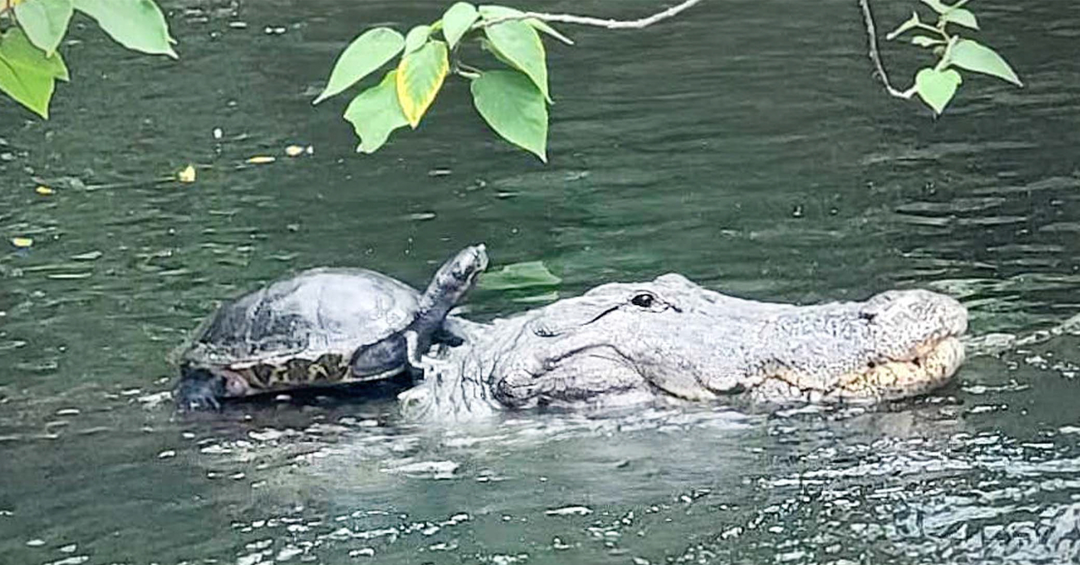 NextImg:‘You know you’re in Florida when’: Man captures turtle riding alligator around pond ‘like a horse’