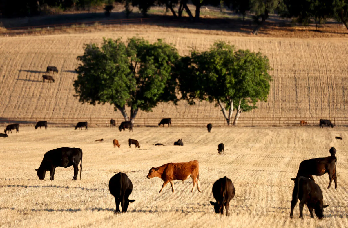 Cattle graze near Ojai, Calif., on June 21, 2022. (Mario Tama/Getty Images)