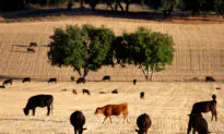 IN-DEPTH: Ranchers’ Independence Fades as Corporations Expand Control of Food Supply