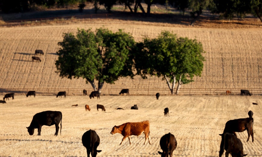 Ranchers lose independence as corporations dominate food supply.