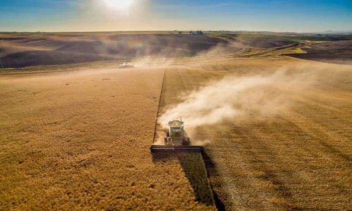 Dust rises from a combine during barley harvest in Reardan, Washington, on Sept. 26, 2016. In one decade, Chinese ownership of U.S. agricultural lands increased by over 5000 percent. (Getty Images)