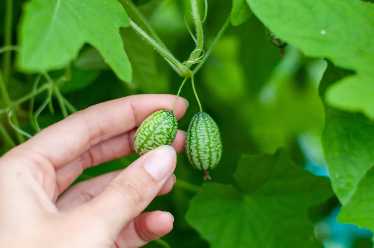 The Cucamelon looks like a mini-watermelon on the outside but tastes like a cucumber. (aRandomEye/Shutterstock)