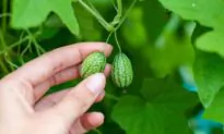 Try New Vegetables and Popcorn