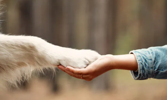 Training Your Dog