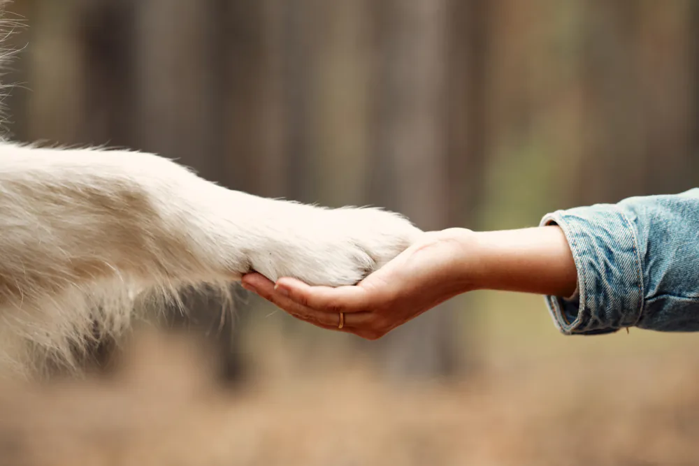 The best dogs are those completely in sync with their humans, in a relationship based on love and patience.  (soul_studio/Shutterstock)