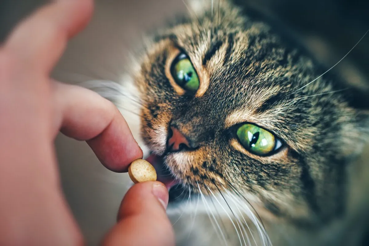 Giving your cat some food before medication can made it easier to swallow. (e-leet/Shutterstock)