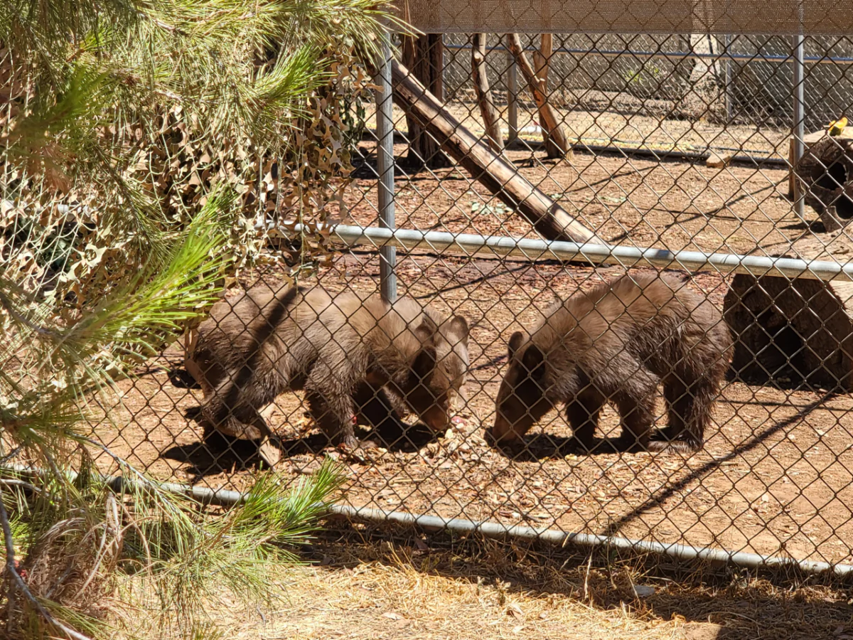 Three bear cubs are being cared and rehabilitated by the San Diego Humane Society's Ramona Wildlife Center. (Courtesy of San Diego Humane Society)