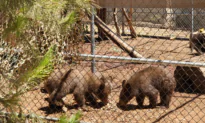 3 Orphaned Bear Cubs Rehabilitated and Returned to San Bernardino National Forest