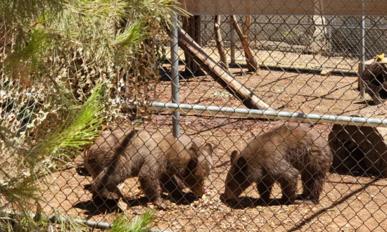 3 Orphaned Bear Cubs Rehabilitated and Returned to San Bernardino National Forest